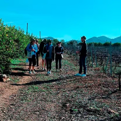Bodega-Perez-Hidalgo-viñedo