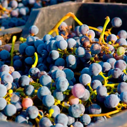 Bodega-Perez-Hidalgo-uvas