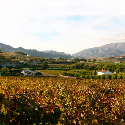 Bodega Perez Hidalgo 7