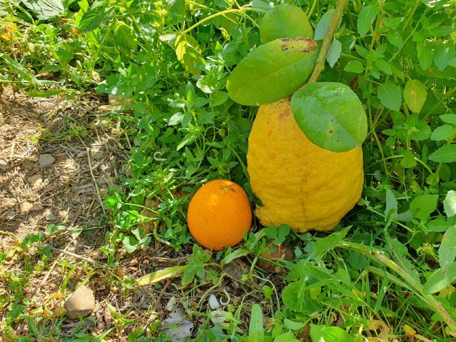 Visita-a-finca-de-cítricos