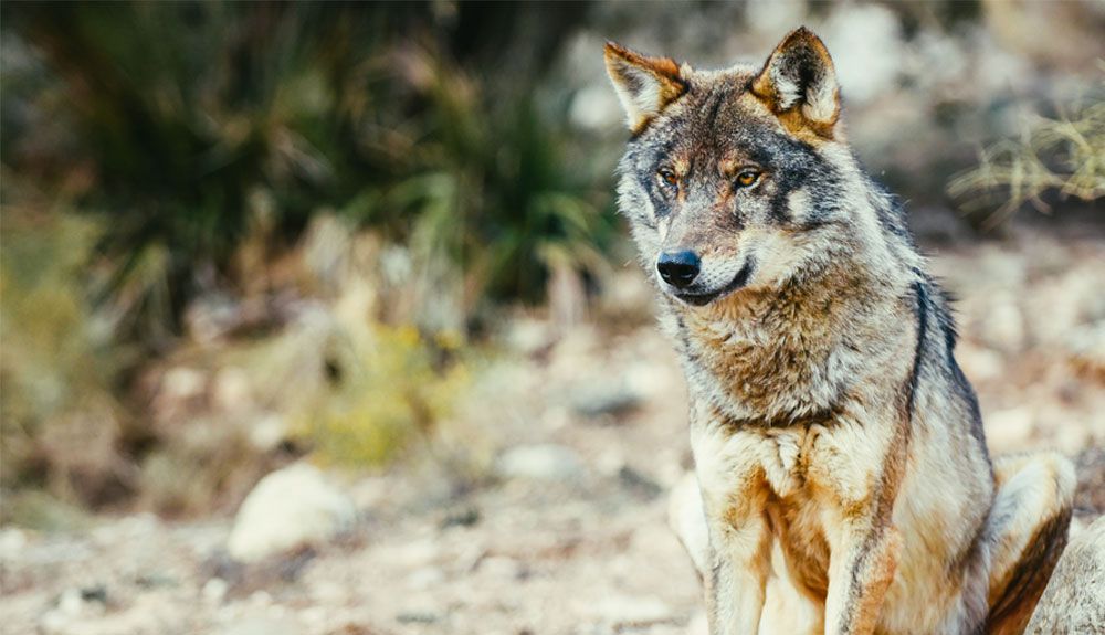 lobo-park