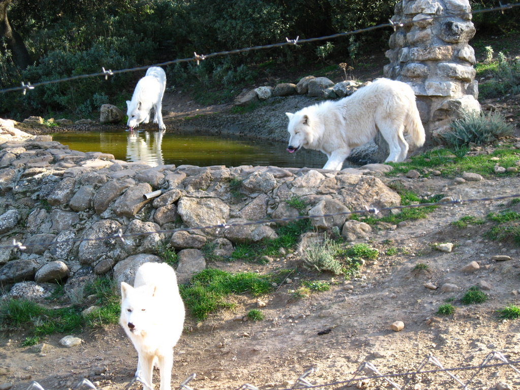 lobo-park