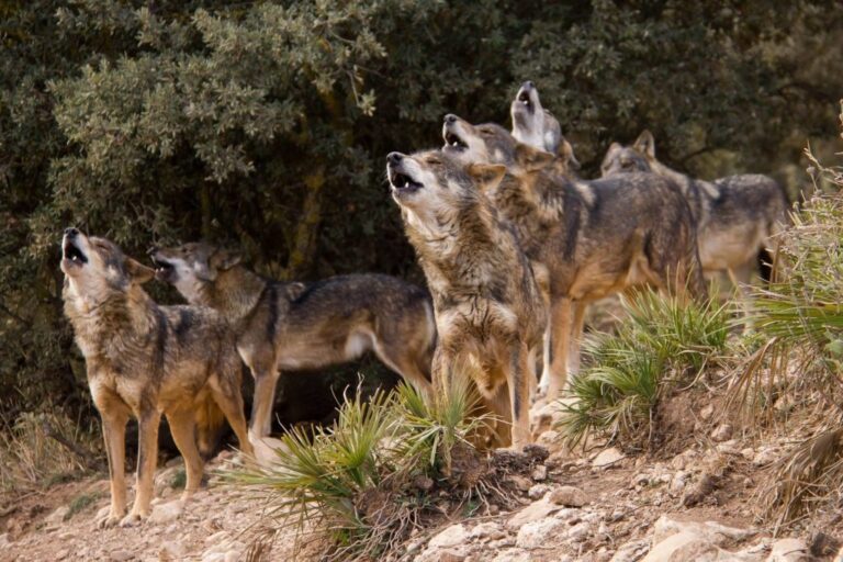 lobo park 7 1024x682 1 768x512